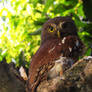 Owlet Owl