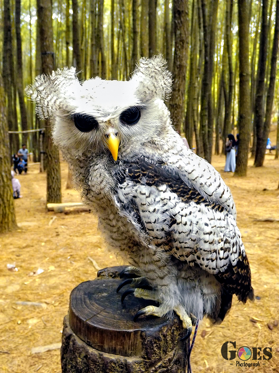 Bubo Sumatranus