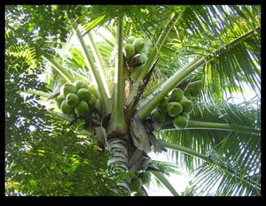 Coconut tree