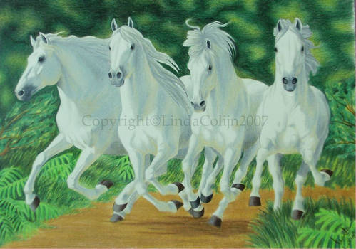 Four white stallions