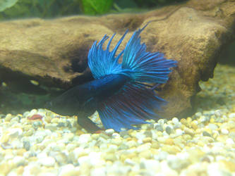 Crowntail Betta Splenden