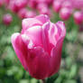 Skagit Valley Tulip