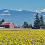 Fields of daffodills