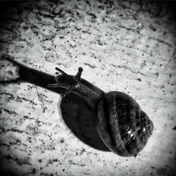 Snail