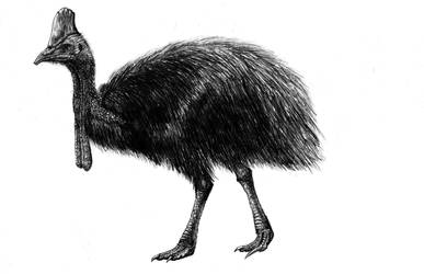 Southern cassowary