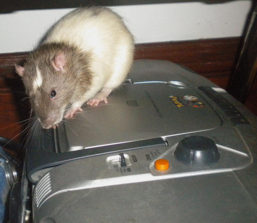 radio rat---gizmo by purpledragonmaster on DeviantArt
