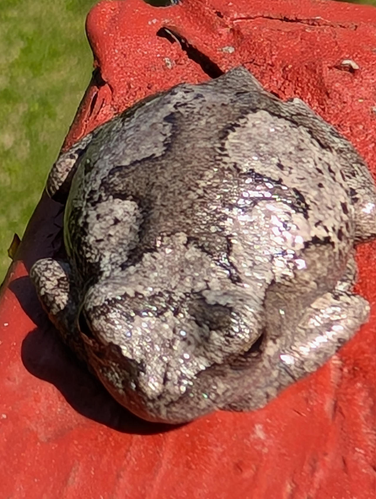 Tree Toad On a Railing by Sirqkercad on DeviantArt