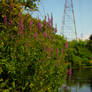 flowers, water, tower