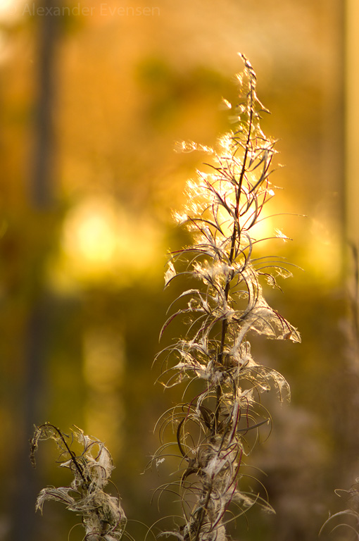 Glowing Fireweed