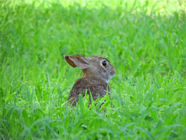 Baby Bunny