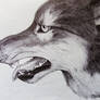 Face of Wolf