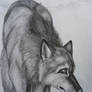 Lonely Wolf