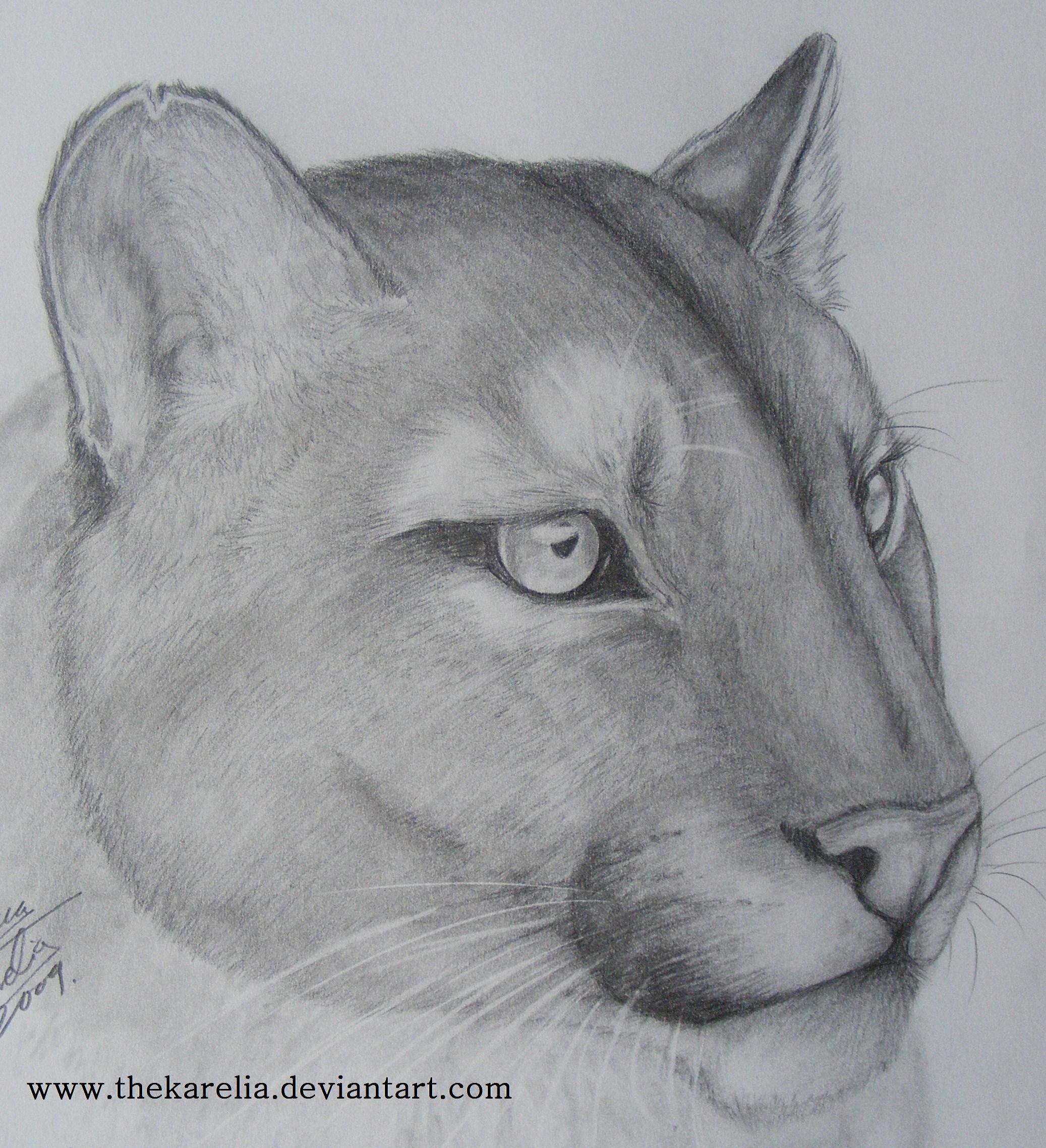 Cougar Portrait