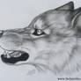 Wolf Face