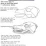 Canine Skull Tutorial