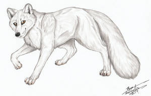 Arctic Fox