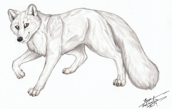 Arctic Fox