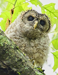 DS6 2455-Barred Owlet