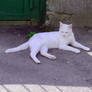 Proud White Cat