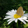 A butterfly on the camomile