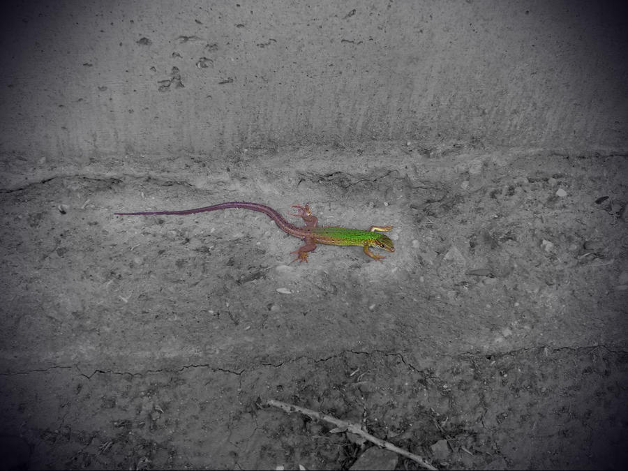 A Colorful Lizard