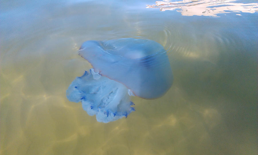 Red- 'n' Blue-Bordered Jellyfish