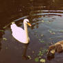 Swan and Ugly Duckling