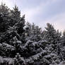 Snowy Pine Trees