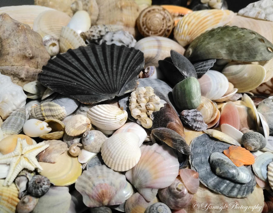 SeaShells