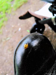 Abnormal Ladybug 