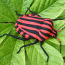 Graphosoma lineatum