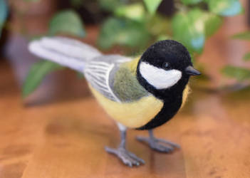 Great tit