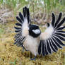 A Dancing Coal Tit 3