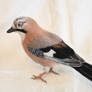 Needle felted Eurasian jay 4