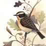 Whinchat