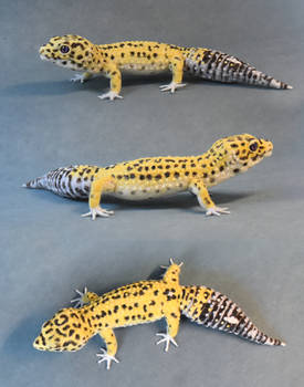 Needle felted Leopard gecko