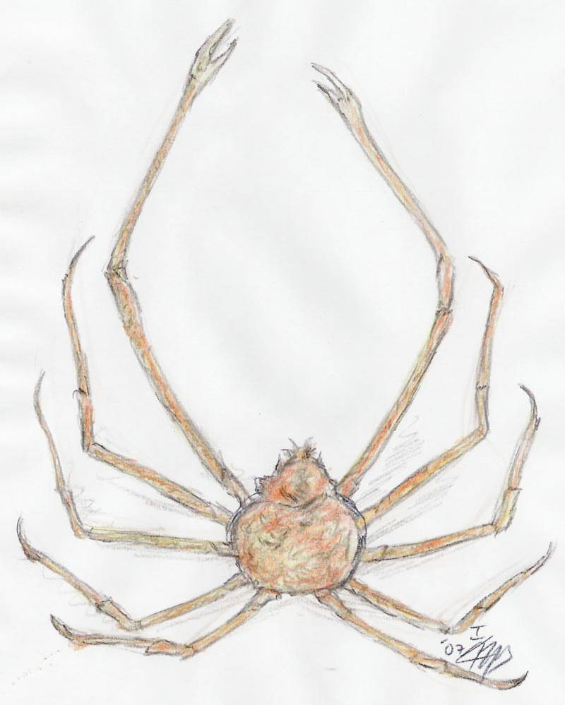 Japanese Spider Crab By Luisemaxeiner On Deviantart Japanese Spider Crab By Luisemaxeiner On Deviantart