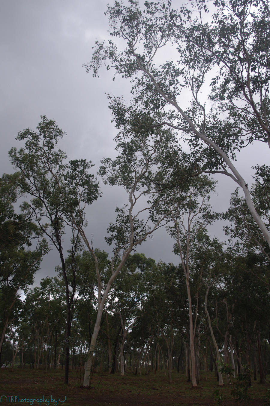 Gum Trees After the Rain