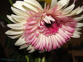 Pretty Pink Chrysanthemum