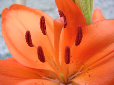 Orange Flower