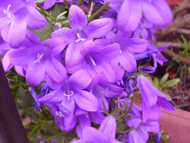 Violet flower