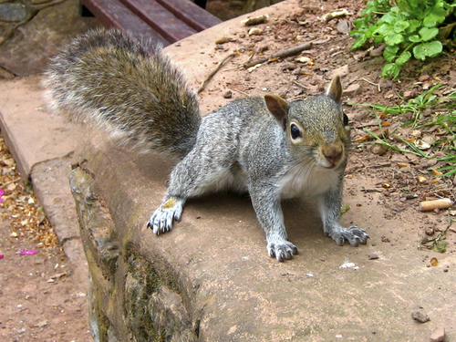 Tame Squirrel