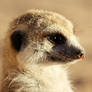 Little Meerkat