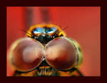 Mr. Crabb by momentoes
