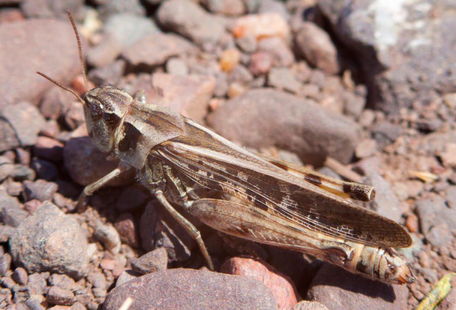 Rasham Insect Insect 01 by DaishiMkV on DeviantArt