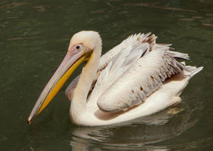 Pelican. by Emelyanova2010