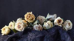Roses.