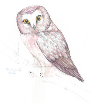 another owl