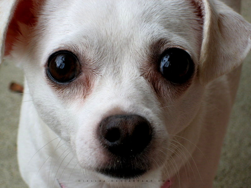 Illustration of Canine Symptoms Of Chocolate Ingestion