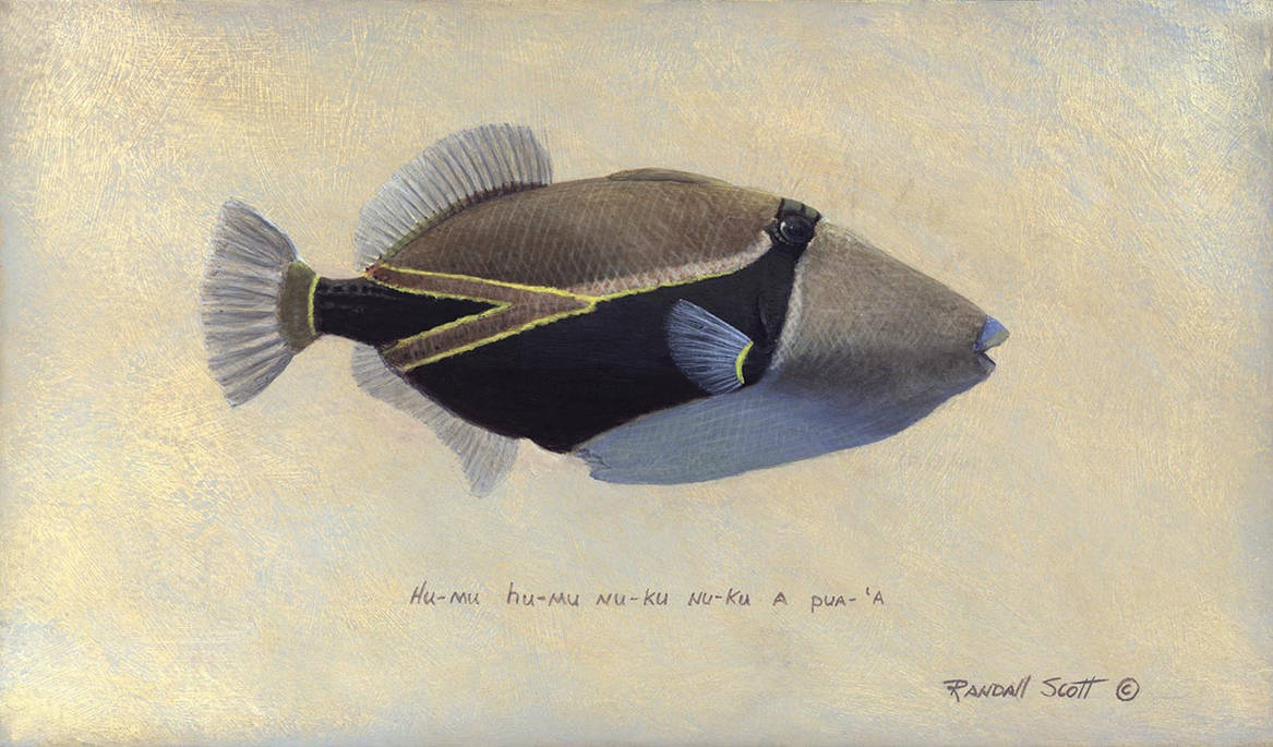 Wedgetail Triggerfish by Randall-Scott on DeviantArt